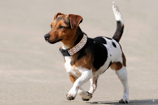 Collier ajustable lumineux à motif léopard pour chien et chat