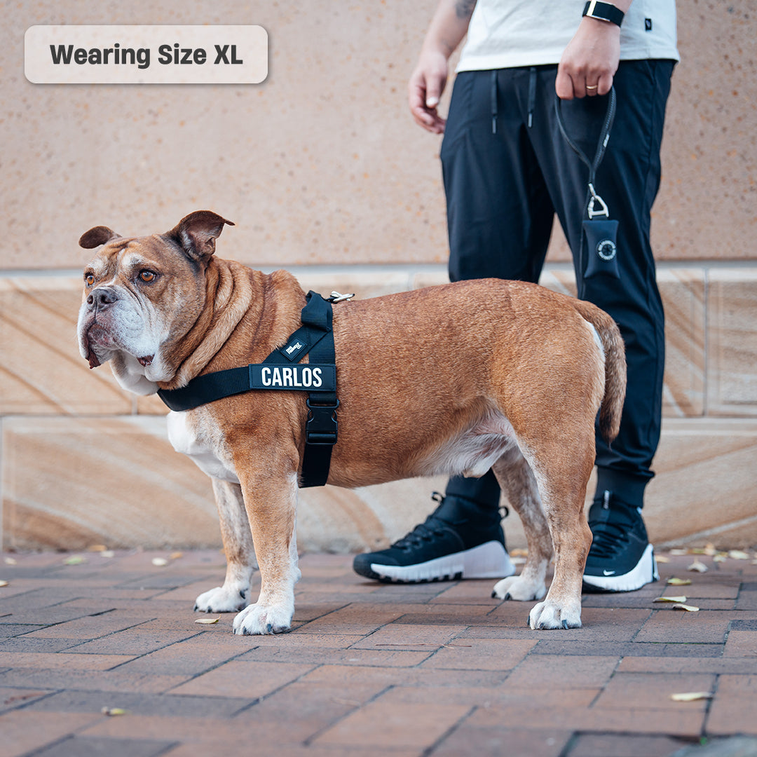 Kit harnais anti-traction personnalisé + laisse Zeny