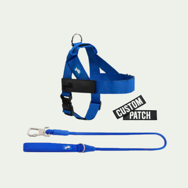 Kit harnais anti-traction personnalisé + laisse Zeny