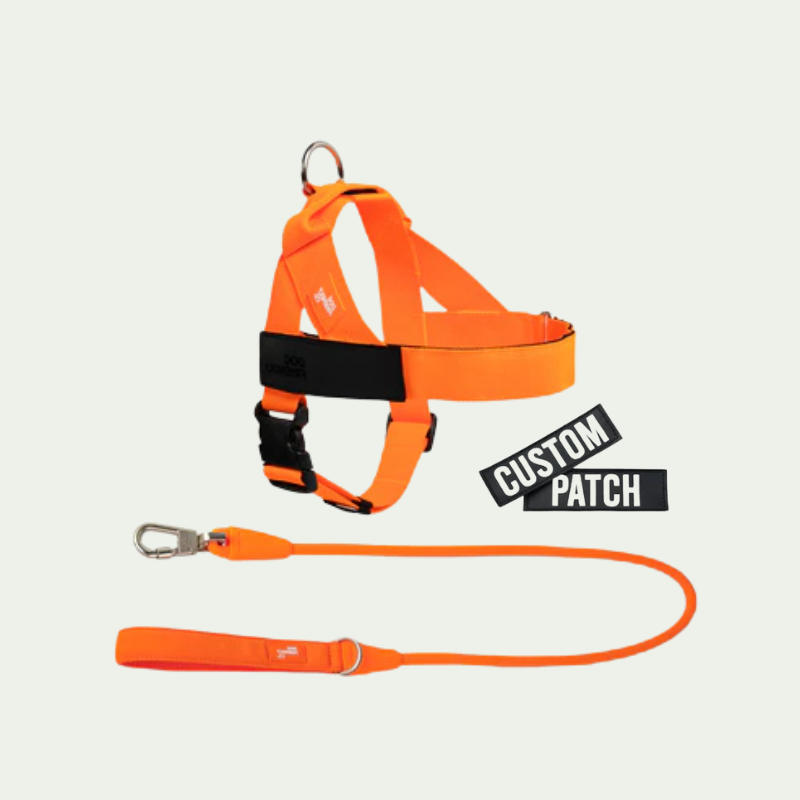 Kit harnais anti-traction personnalisé + laisse Zeny