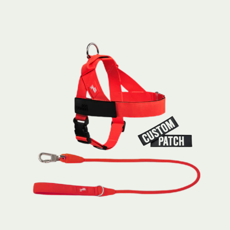 Kit harnais anti-traction personnalisé + laisse Zeny