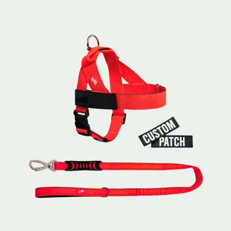 Kit harnais anti-traction personnalisé + laisse Zeny