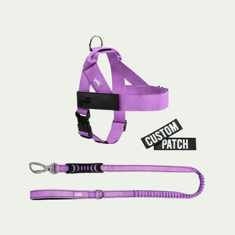 Kit harnais anti-traction personnalisé + laisse Zeny