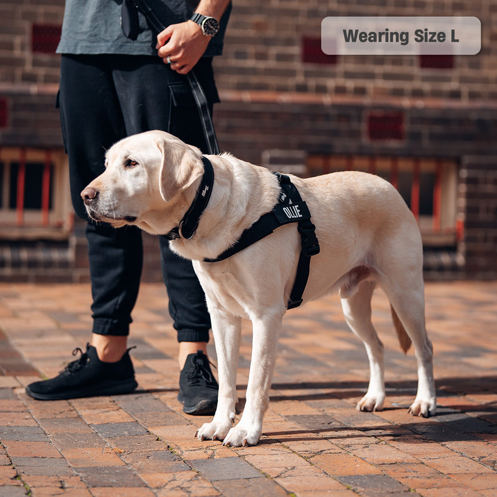 Kit harnais anti-traction personnalisé + laisse Zeny